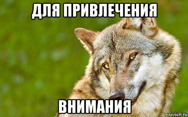 для привлечения внимания, Мем   Volf