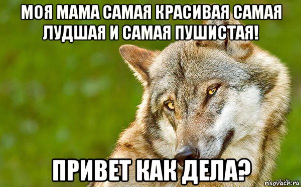 моя мама самая красивая самая лудшая и самая пушистая! привет как дела?, Мем   Volf