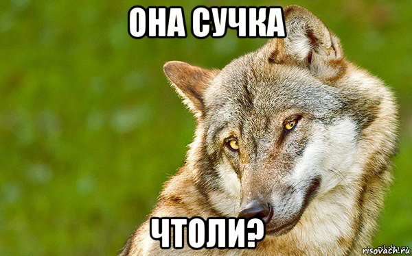 она сучка чтоли?, Мем   Volf