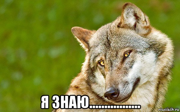  я знаю................., Мем   Volf