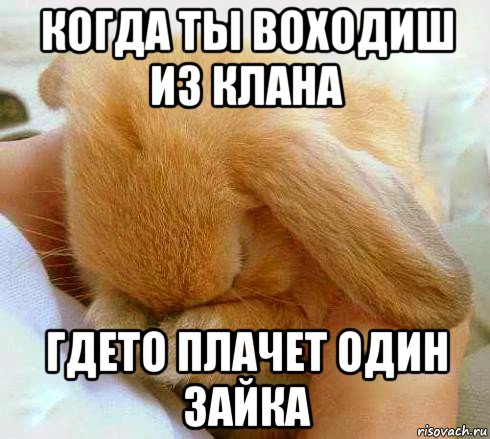 когда ты воходиш из клана гдето плачет один зайка, Мем  зайка плачет