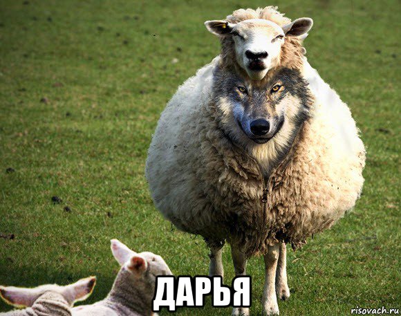  дарья, Мем Злая Овца