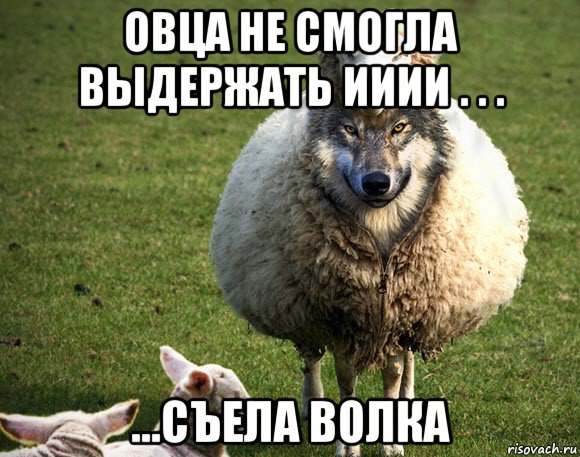 овца не смогла выдержать ииии . . . ...съела волка, Мем Злая Овца