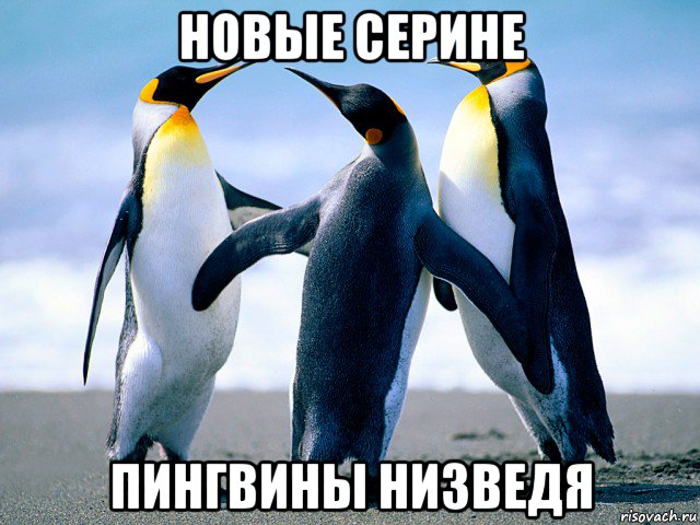 новые серине пингвины низведя