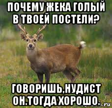 почему жека голый в твоей постели? говоришь,нудист он.тогда хорошо., Мем быть оленем