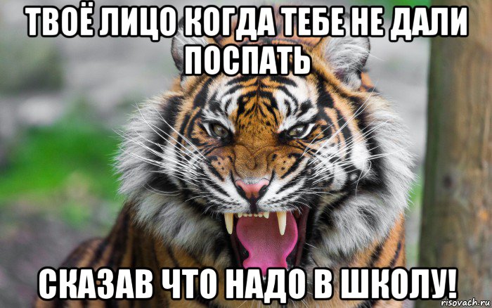 твоё лицо когда тебе не дали поспать сказав что надо в школу!