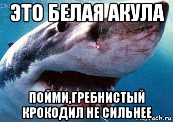 это белая акула пойми,гребнистый крокодил не сильнее, Мем Это белая акула известная так же