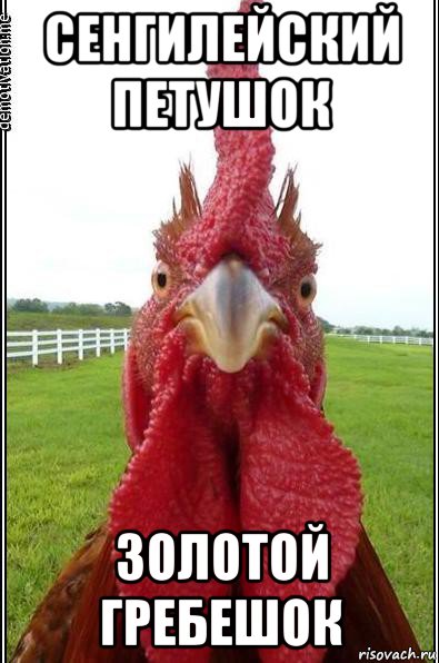 сенгилейский петушок золотой гребешок
