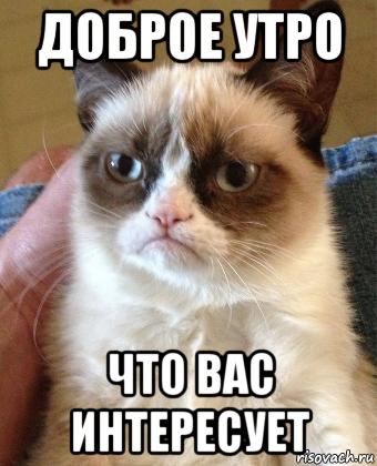 доброе утро что вас интересует, Мем Grumpy Cat small