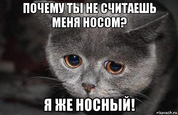 почему ты не считаешь меня носом? я же носный!, Мем  Грустный кот