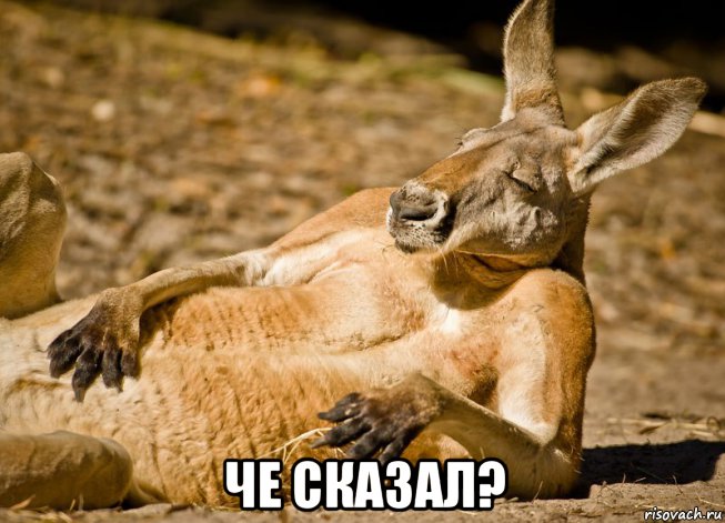  че сказал?, Мем кенгу
