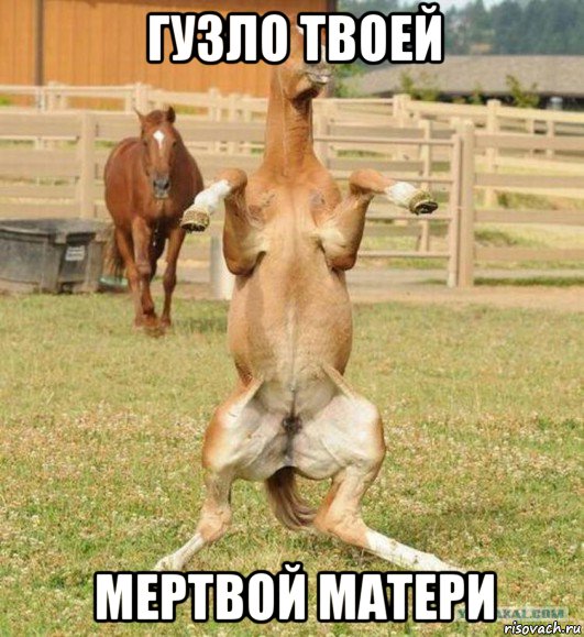 гузло твоей мертвой матери, Мем Коняха кенгуру