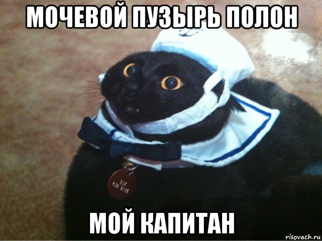 мочевой пузырь полон мой капитан, Мем Кот-матрос
