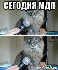 сегодня мдп , Мем кот с микрофоном