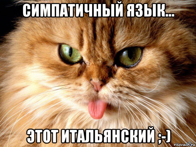симпатичный язык... этот итальянский ;-), Мем Кот с языком