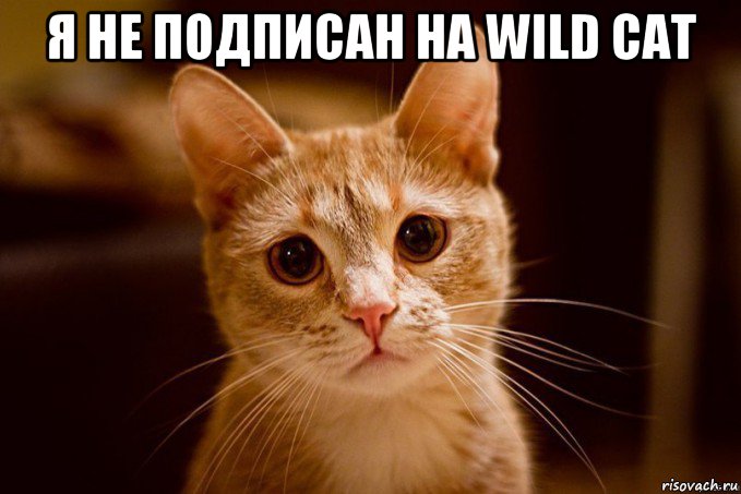 я не подписан на wild cat 