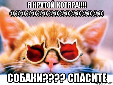 я крутой котяра!!!! @@@@@@@@@@@@@@@@@ собаки???? спасите, Мем кот