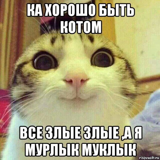 ка хорошо быть котом все злые злые ,а я мурлык муклык, Мем       Котяка-улыбака