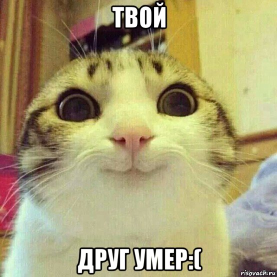 твой друг умер:(, Мем       Котяка-улыбака