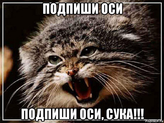 подпиши оси подпиши оси, сука!!!, Мем манул