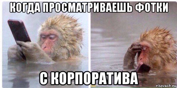 когда просматриваешь фотки с корпоратива, Мем Обезьяна с телефоном в воде