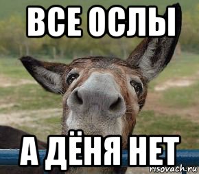 все ослы а дёня нет