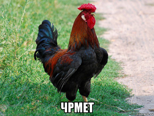  чрмет, Мем петух