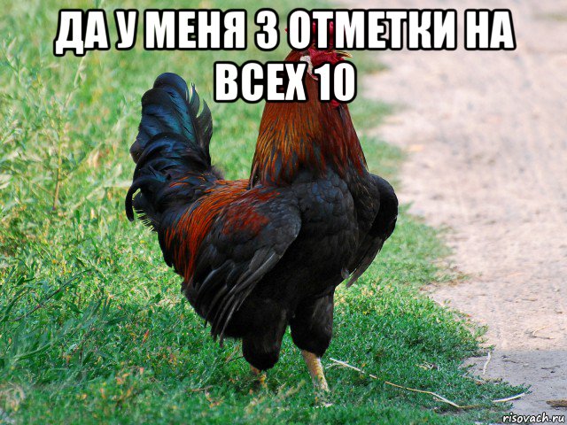 да у меня 3 отметки на всех 10 , Мем петух