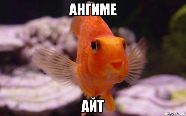 ангиме айт