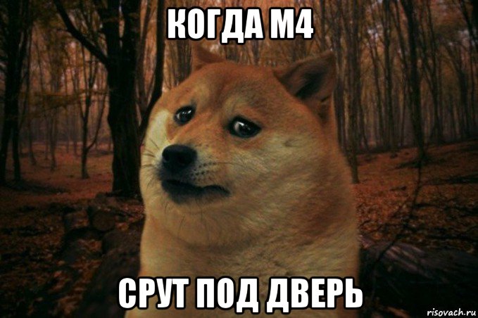 когда м4 срут под дверь, Мем SAD DOGE