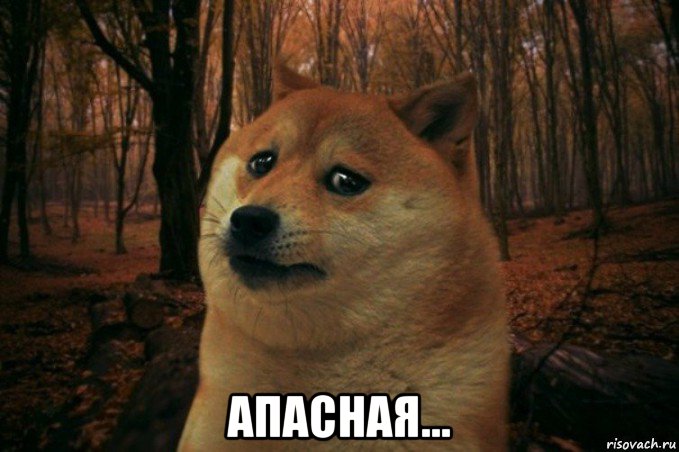  апасная..., Мем SAD DOGE