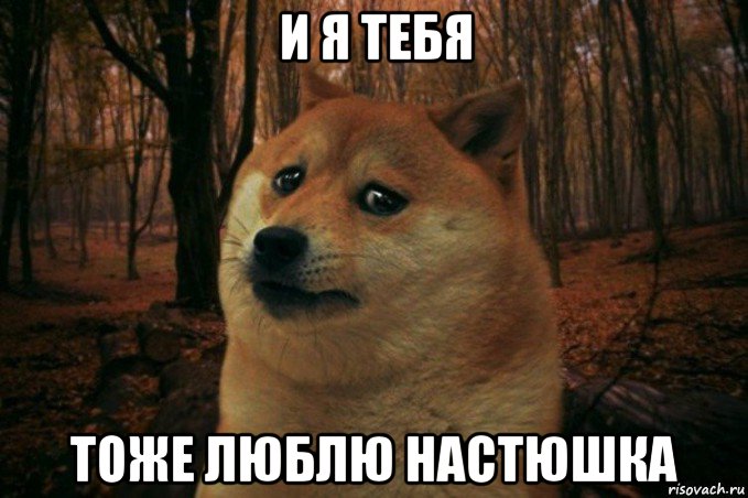 и я тебя тоже люблю настюшка, Мем SAD DOGE