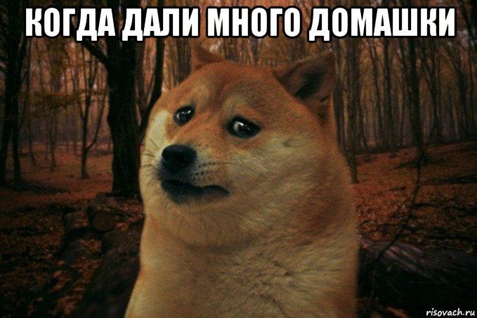 когда дали много домашки , Мем SAD DOGE