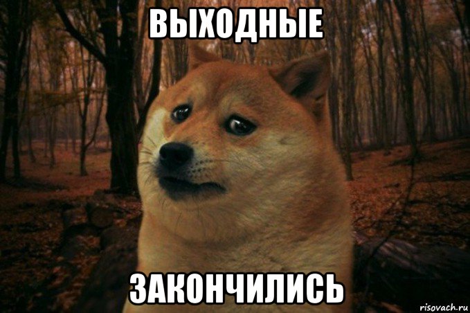 выходные закончились, Мем SAD DOGE