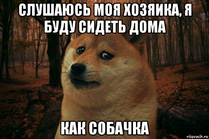 слушаюсь моя хозяика, я буду сидеть дома как собачка, Мем SAD DOGE