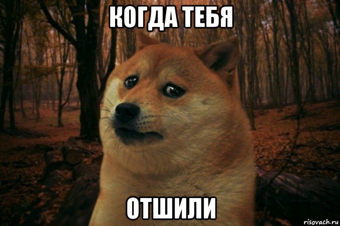 когда тебя отшили, Мем SAD DOGE