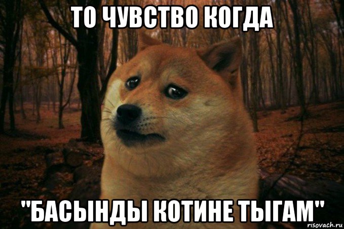 то чувство когда "басынды котине тыгам", Мем SAD DOGE