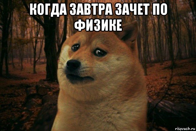 когда завтра зачет по физике , Мем SAD DOGE