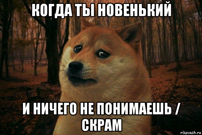 когда ты новенький и ничего не понимаешь / скрам, Мем SAD DOGE