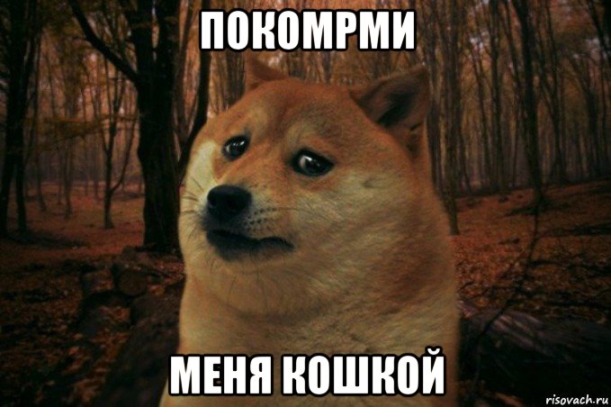 покомрми меня кошкой, Мем SAD DOGE