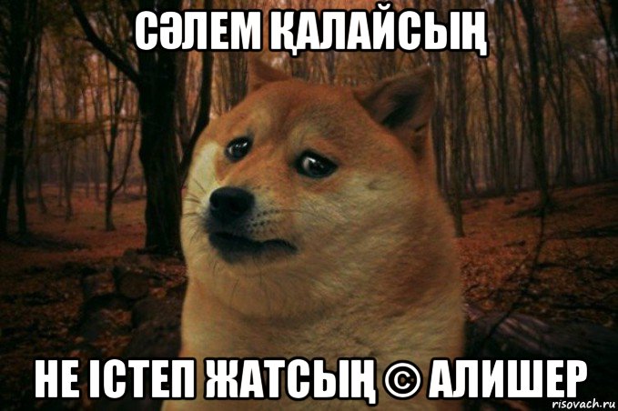 сӘлем ҚалайсыҢ не істеп жатсыҢ © алишер, Мем SAD DOGE