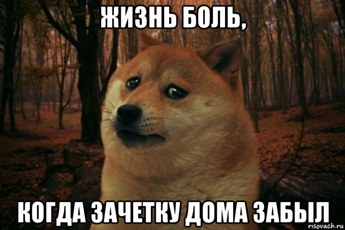 жизнь боль, когда зачетку дома забыл, Мем SAD DOGE