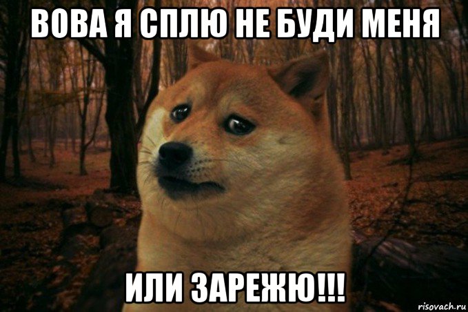 вова я сплю не буди меня или зарежю!!!, Мем SAD DOGE