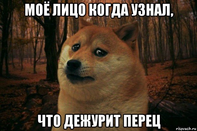 моё лицо когда узнал, что дежурит перец, Мем SAD DOGE