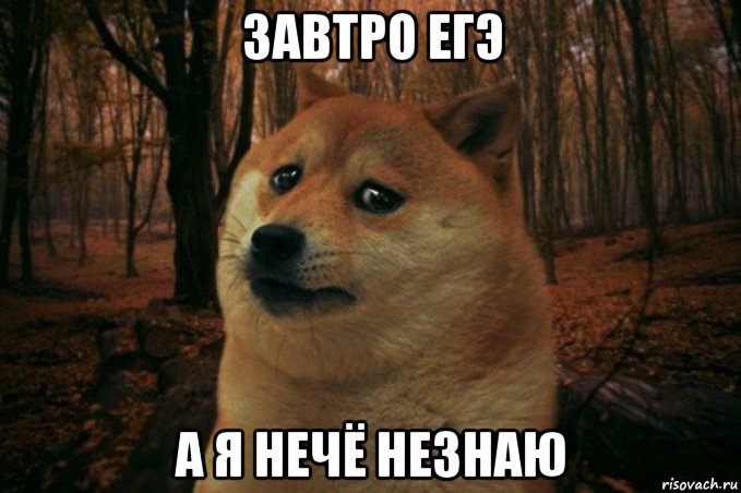 завтро егэ а я нечё незнаю, Мем SAD DOGE