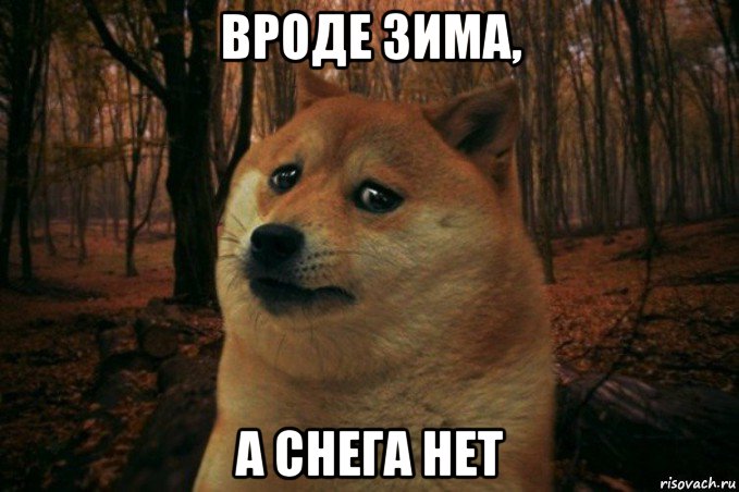 вроде зима, а снега нет, Мем SAD DOGE