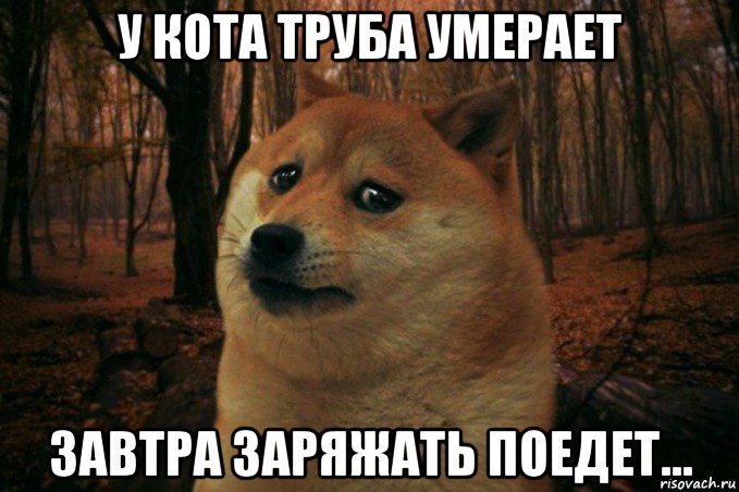 у кота труба умерает завтра заряжать поедет..., Мем SAD DOGE