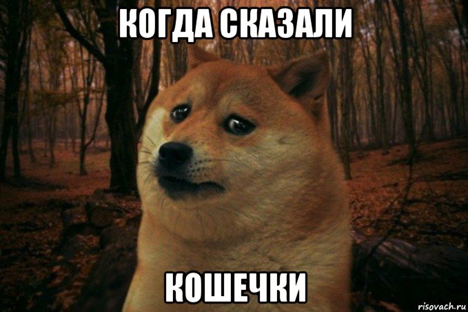 когда сказали кошечки, Мем SAD DOGE