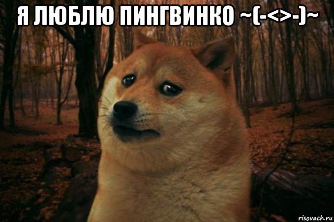 я люблю пингвинко ~(-<>-)~ , Мем SAD DOGE