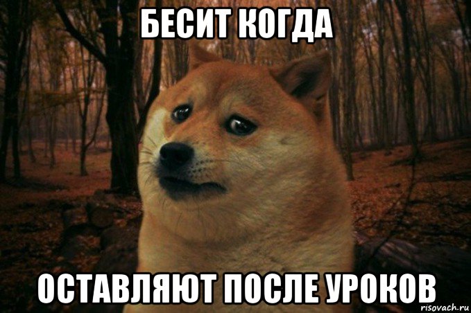 бесит когда оставляют после уроков, Мем SAD DOGE